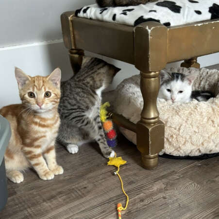 Kattenhotel-Ouwe-Dibbes-Home-1