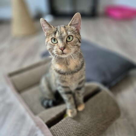 Kattenhotel Ouwe Dibbes Over Ons 1 Kattenhotel Ouwe Dibbes Over Ons 1