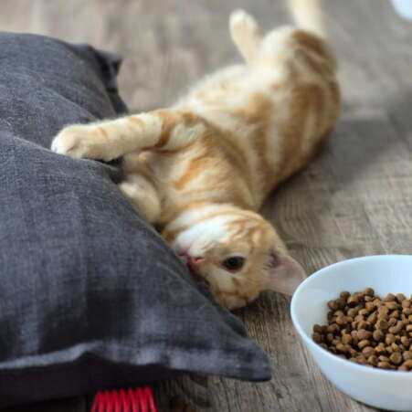 Kattenhotel Ouwe Dibbes Over Ons 2 Kattenhotel Ouwe Dibbes Over Ons 2