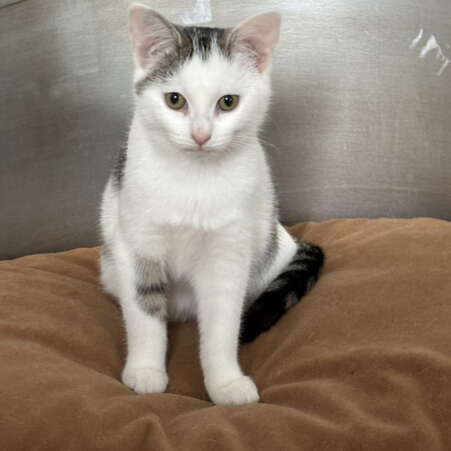 Kattenhotel Ouwe Dibbes Over Ons 3 Kattenhotel Ouwe Dibbes Over Ons 3