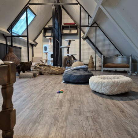 Bovenverdieping van Kattenhotel Ouwe Dibbes inclusief afzonderlijke kamers en kat